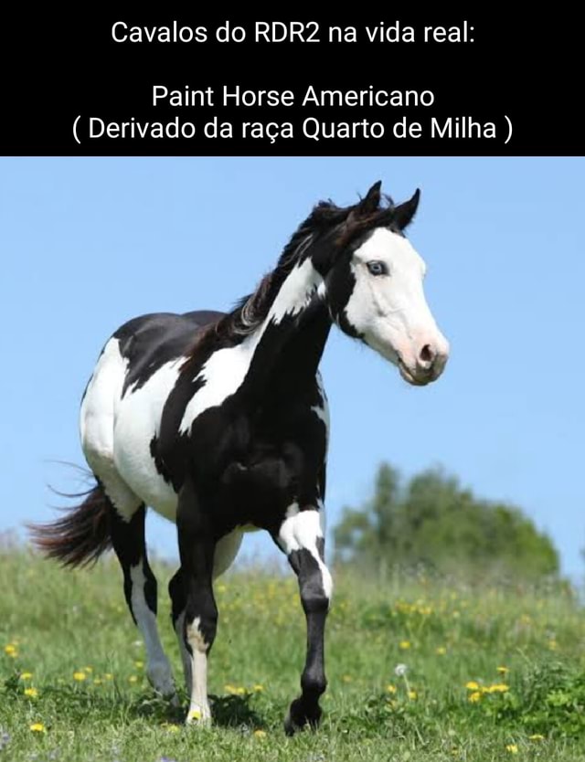 Cavalos do RDR2 na vida real Paint Horse Americano ( Derivado da raça