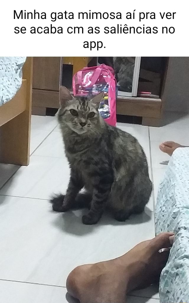 Ve prefere cão ou gata? SIM NÃO I - iFunny Brazil