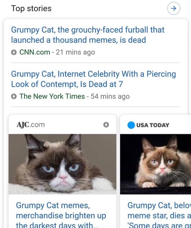 Grumpy Cat, Internet Celebrity With a Piercing Look of Contempt, Is Dead at  7 - The New York Times