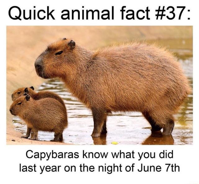 Quick animal fact 37 Capybaras know what you did last year on