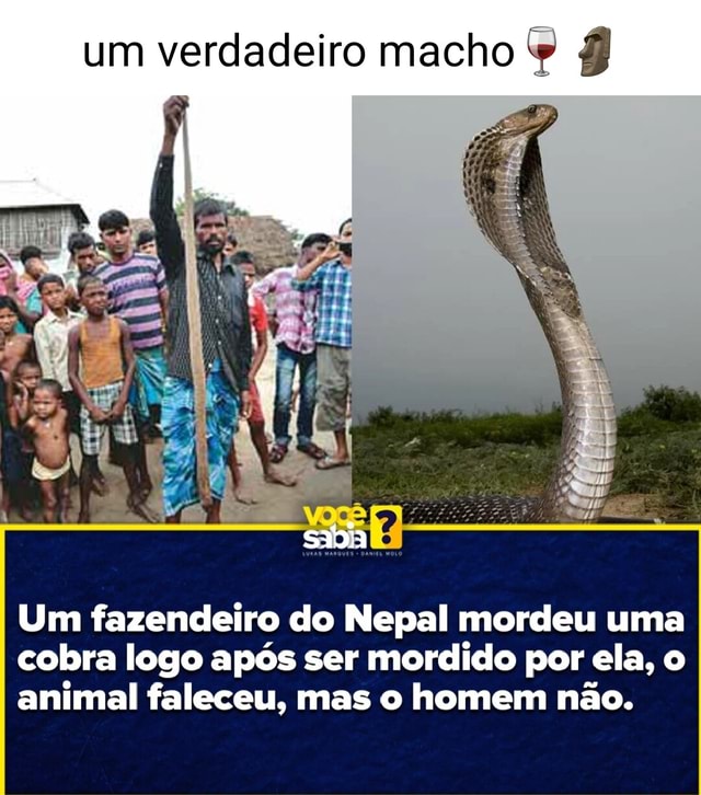 se eu jogar sal numa cobra , ela morre ? - Meme by Alpacaralho