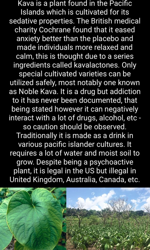 Kava is a plant found in the Pacific Islands which is cultivated for