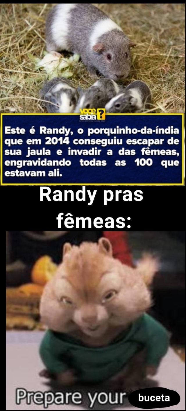 Este é Randy, o porquinho-da-índia I que em 2014 conseguiu escapar de I sua  jaula e invadir a das fêmeas, engravidando todas as 100 que estavam ali.  Randy pras femeas: es Prepare