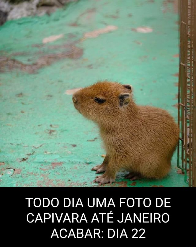 SE O NOME DESSA CAPIVARA FOSSE O ULTIMO MEME QUE VC VIU. COMO ELA SE  CHAMARIA? - iFunny Brazil