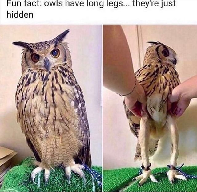 Fun fact: owls have long legs they'rejust hidden - iFunny Brazil