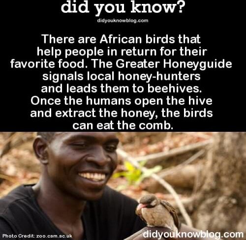 Did you know? There are African birds that help people in return for ...