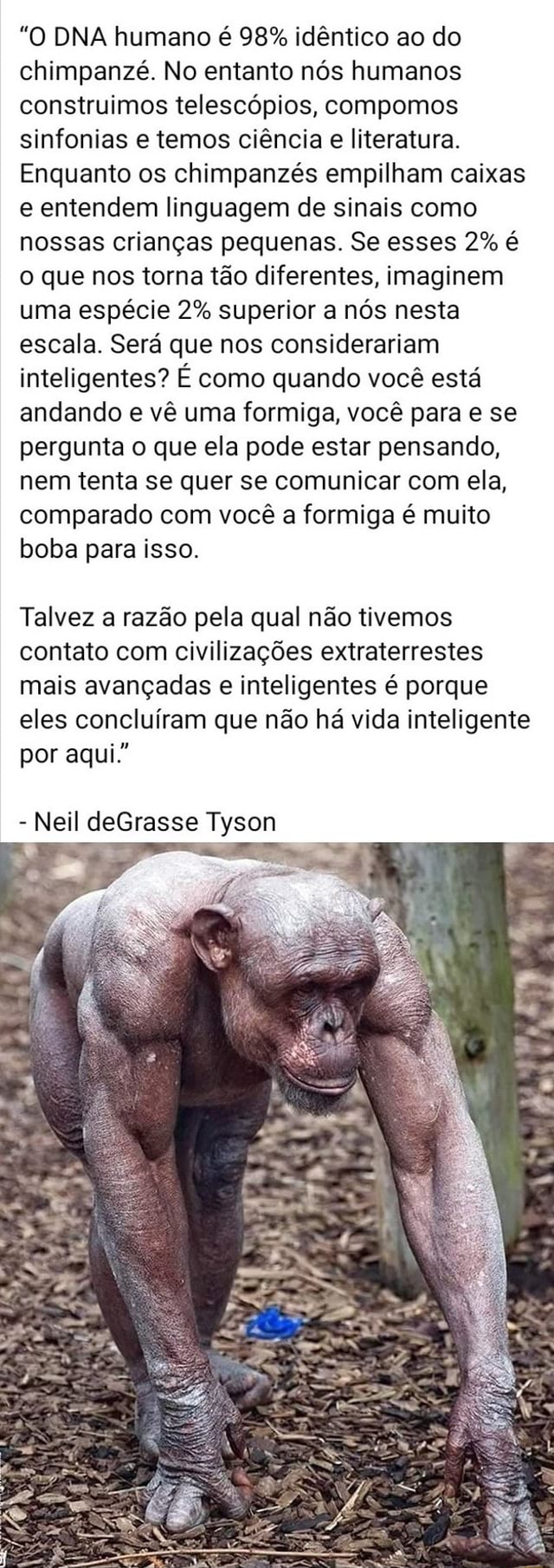 Pesquisa indica que chimpanzés conseguem reconhecer traseiros