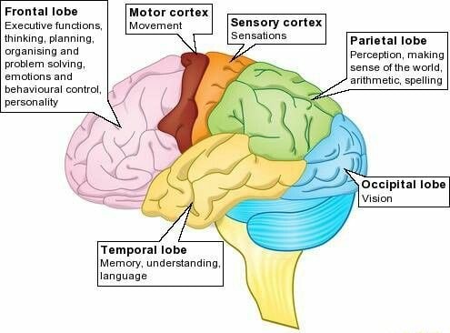 Frontal lobe Executive functions, thinking, planning, organising and ...