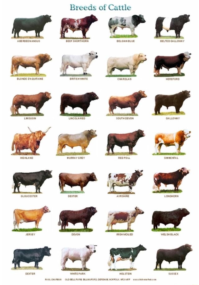 Breeds of Cattle ABERDEEN ANGUS BEEF SHORTHORN BELGIAN BLUE BELTED ...