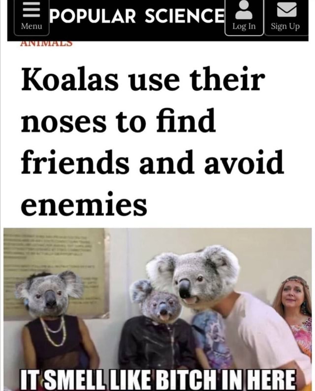 Koalas use their noses to find friends and avoid enemies