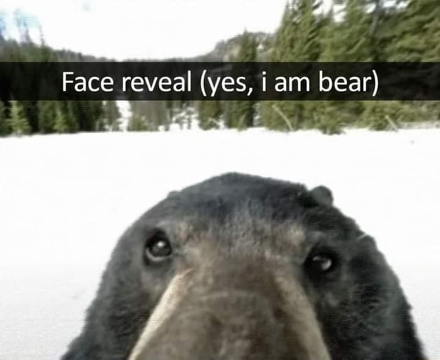 Face reveallyes, i am bear) - iFunny
