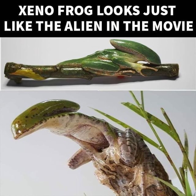 XENO FROG LOOKS JUST LIKE THE ALIEN IN THE MOVIE - iFunny Brazil