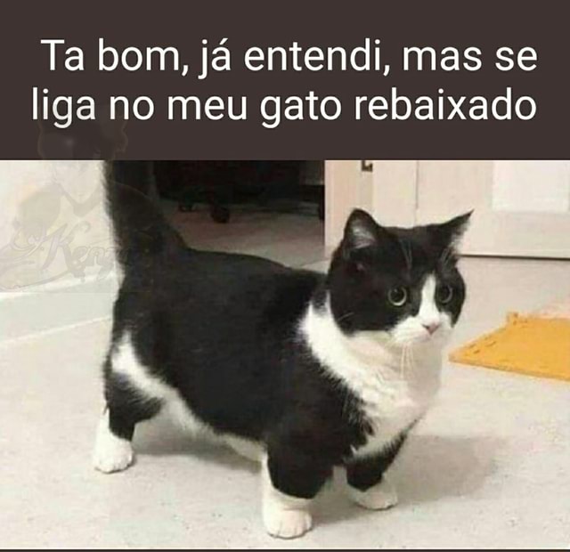 Minha gata não quis mais jogar o joguinho de gato do capeta - iFunny Brazil