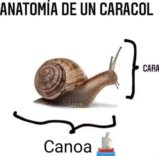 ANATOMIA DE UN CARACOL CARA Canoa - iFunny Brazil