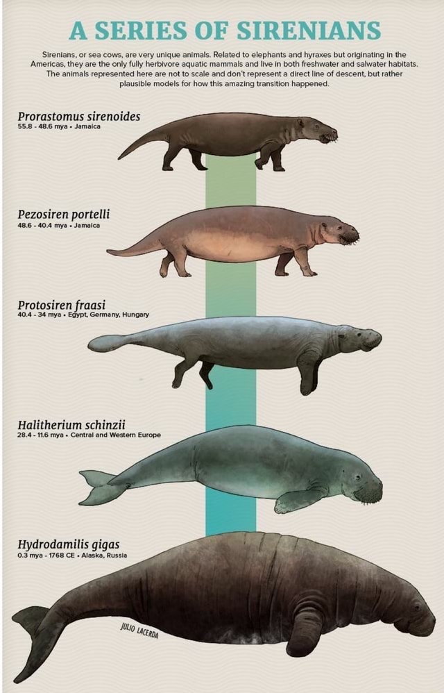 Sirenians, or sea cows, are very unique animals. Related to elephants ...