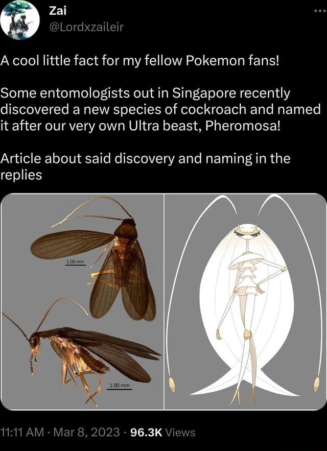 A cool little fact for my fellow Pokemon fans! Some entomologists out in  Singapore recently discovered a new species of cockroach and named it after  our very own Ultra beast, Pheromosa! Article