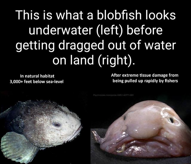 Why do blobfish get all melty when pulled out of the water but not other  fish? - Quora