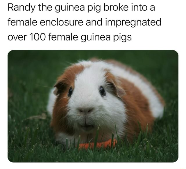 Randy the guinea pig broke into a female enclosure and impregnated over ...