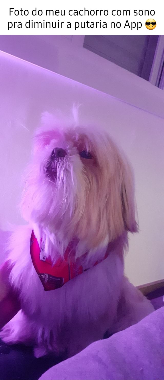 Foto do meu cachorro com sono pra diminuir a putaria no App - iFunny Brazil