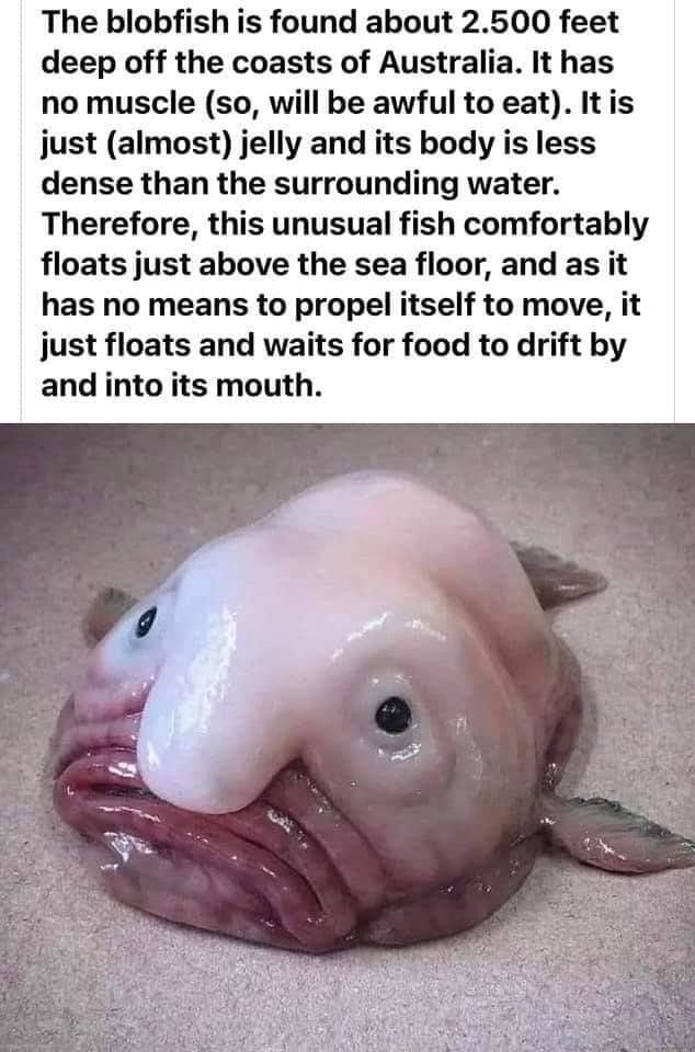 Meme dump no. 7. - In natural habitat After extreme tissue damage from  3,000+ feet below sea-level being pulled up rapidly by fishers How a  Blobfish (a Deep Sea Fish) Looks with