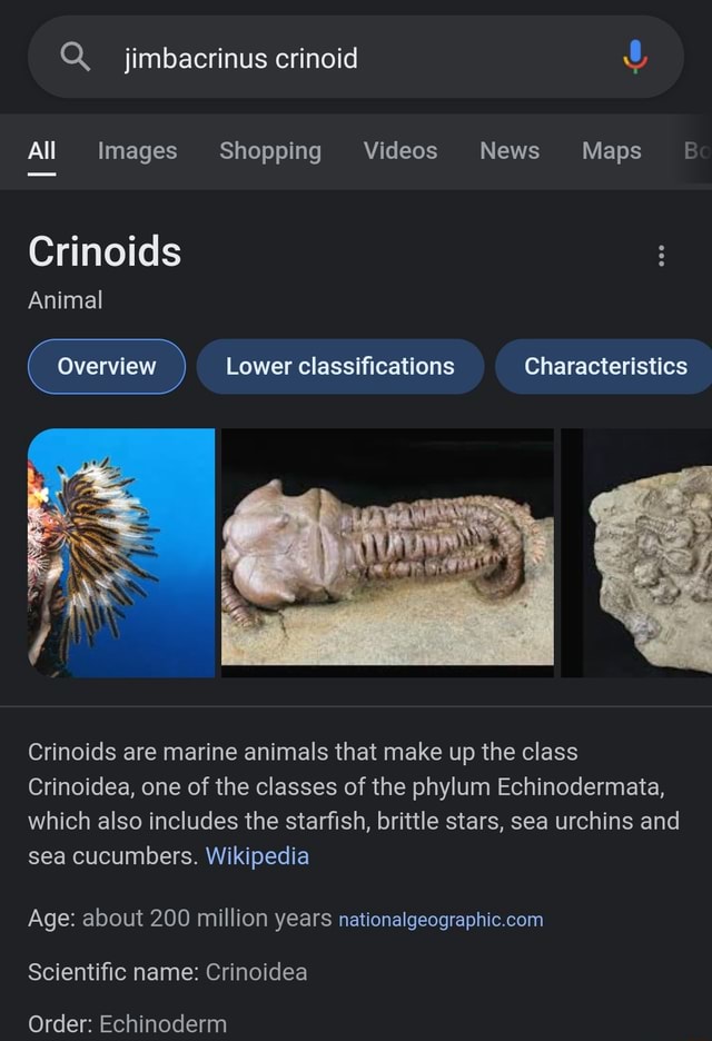 Crinoid - Wikipedia