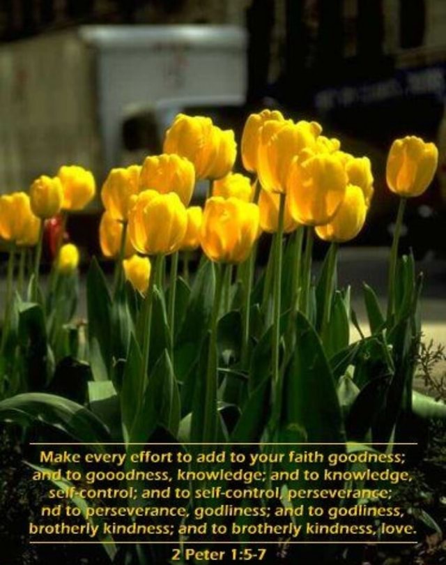 7 \ 4 \ Oe Make Every Effort To Add To Your Faith Goodne Gooodness ...