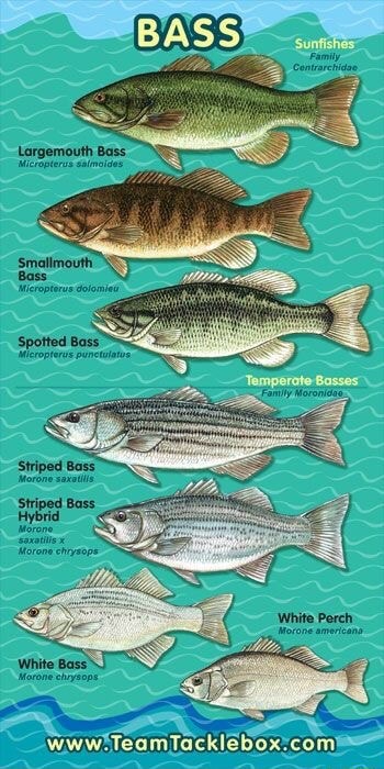 Largemouth Bass Striped Bass Hybrid White Perch. - iFunny Brazil