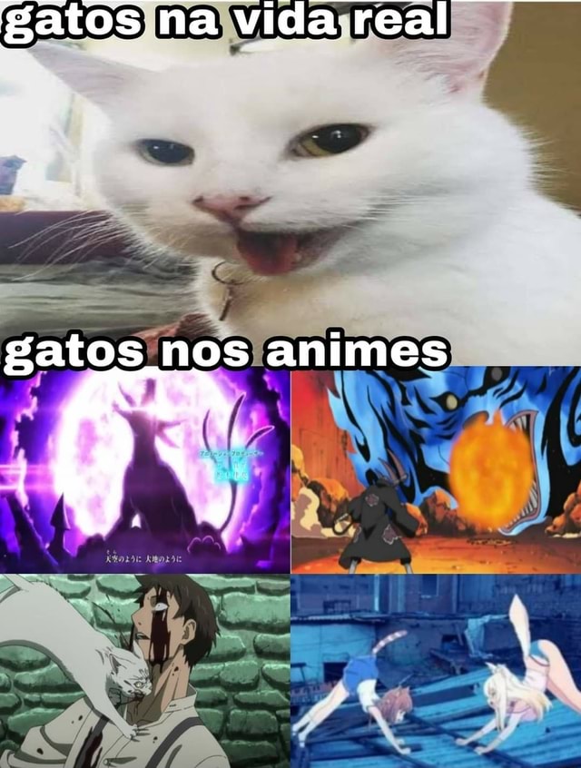 Gatos na vida real gatos nos animes - iFunny Brazil