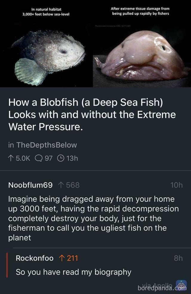 The Blobfish before and after the extreme tissue damage it suffers from  being removed from the high pressure of the deep sea it lives in :  r/interestingasfuck