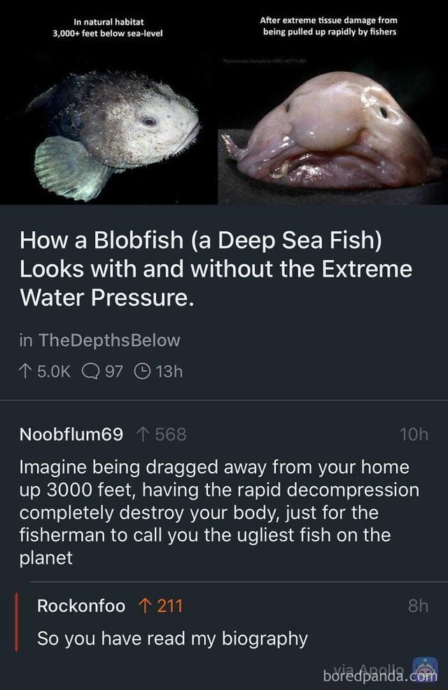 Meme dump no. 7. - In natural habitat After extreme tissue damage from 3,000+ feet below sea-level being pulled up rapidly by fishers How a Blobfish (a Deep Sea Fish) Looks with
