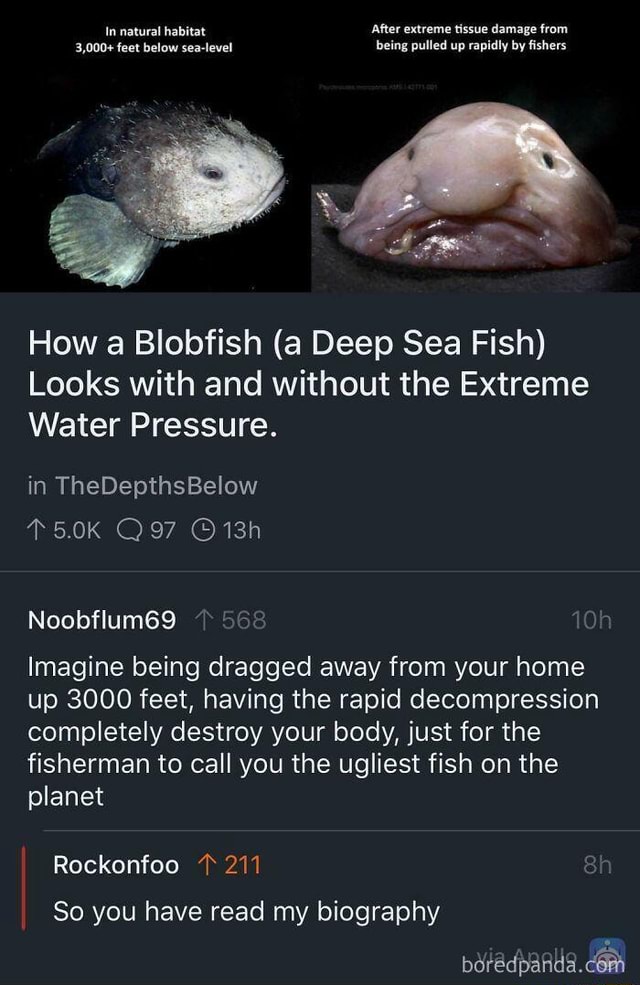 What a Blobfish looks like in its natural habitat vs what it looks like  after rapid depressurization. : r/interestingasfuck