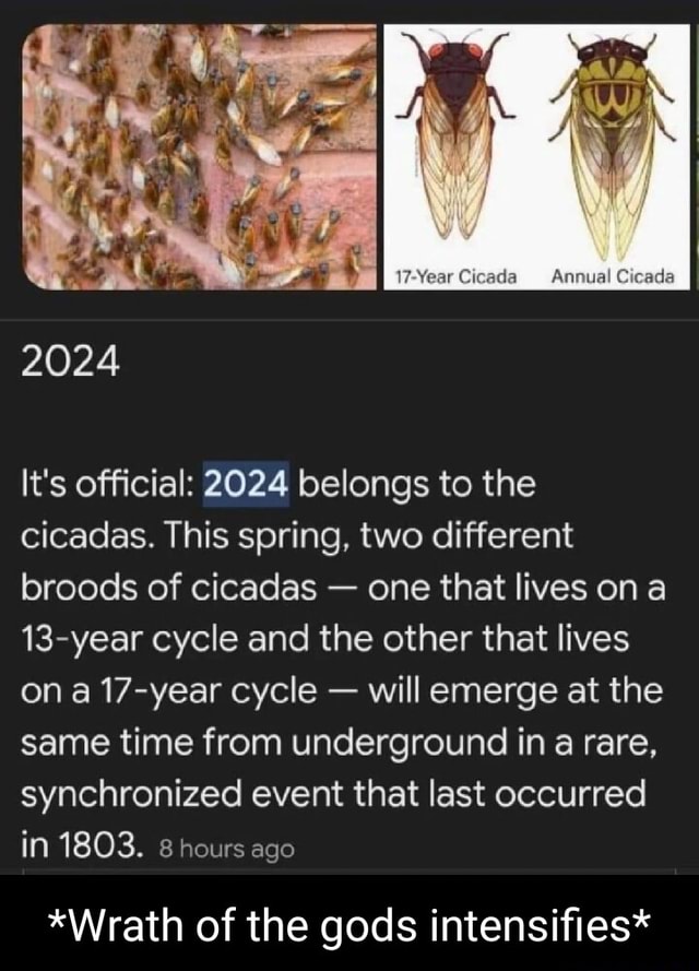 2024 Heads It S Official 2024 Belongs To The Cicadas This Spring Two   C720dc4a80ed480edbafc51ca0148ca59b29001d2e5f680e9b72ff39f1a88693 1 