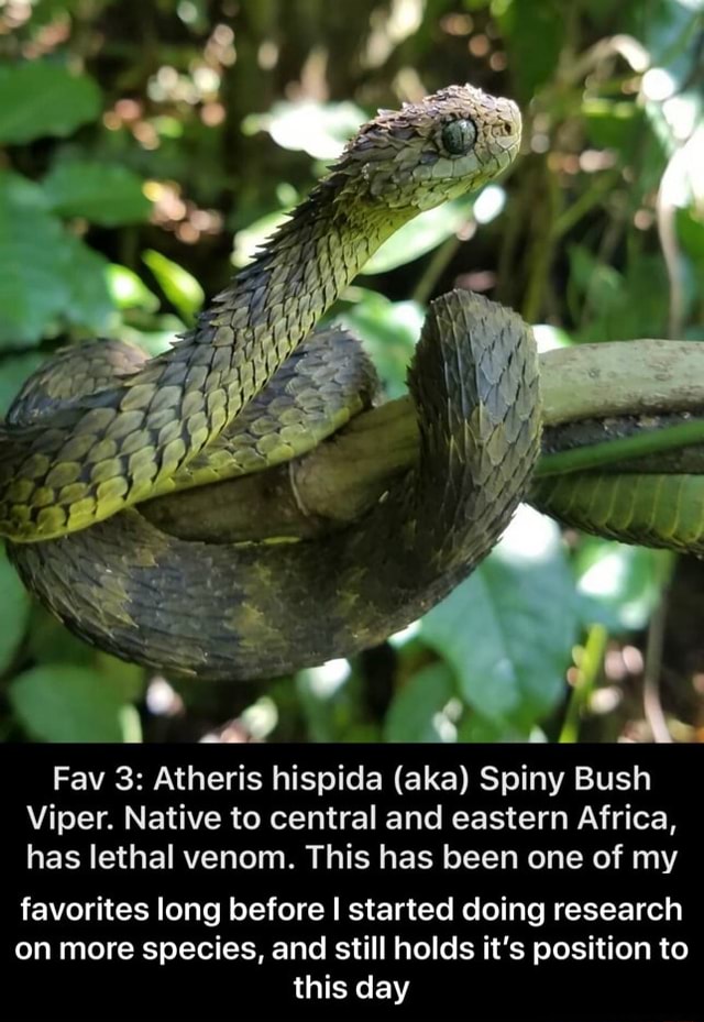 Spiny bush viper / Atheris hispida, The spiny bush viper is…