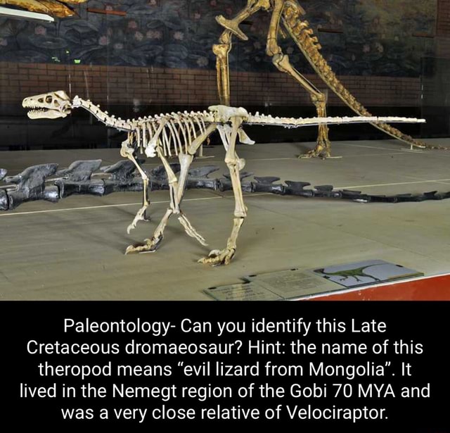 Paleontology- Can you identify this Late Cretaceous dromaeosaur? Hint ...