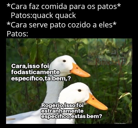 Os Patos