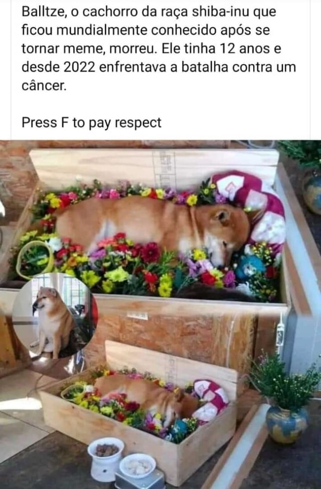 Gente,o cachorro do meme morreu) Press 'F to Pay Respects - iFunny