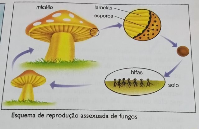 Micélio Lamelas Esporos Solo Esquema De Reprodução Assexuada De Fungos Ifunny Brazil 3621