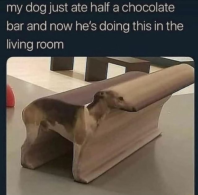 Dog ate clearance bar of chocolate