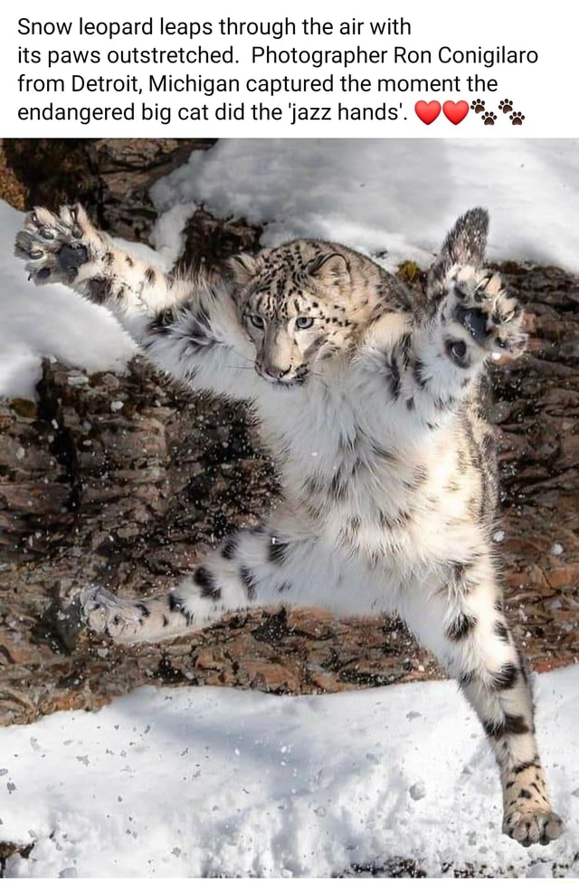 Check out finch_on_paws's Shuffles Snow leopards❤️❤️#therian