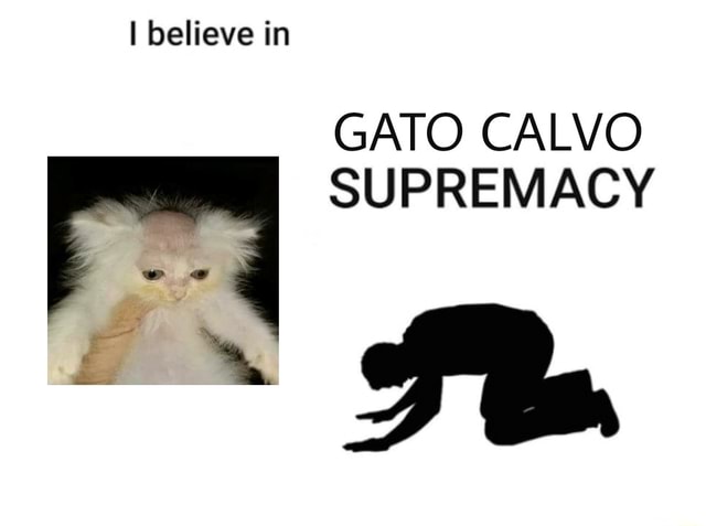 Gato calvo passou a call kkkkkkkkkkkkkkkkkkkkk - Meme by