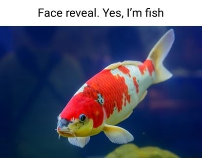 I Am Fish - Release Date Reveal 