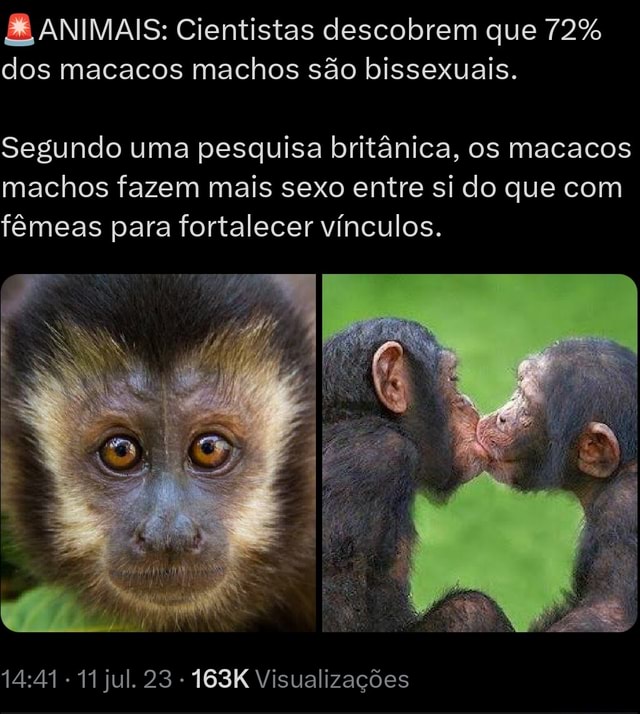 Cientistas descobrem que 72% dos macacos machos são bissexuais