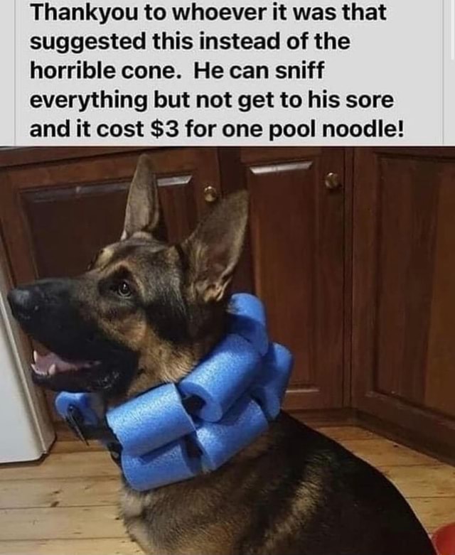 Pool noodle instead of cone store of shame