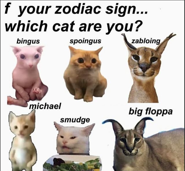 Zodiac cats : r/Floppa