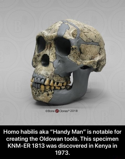 Homo habilis aka "Handy Man" is notable for creating the Oldowan tools ...