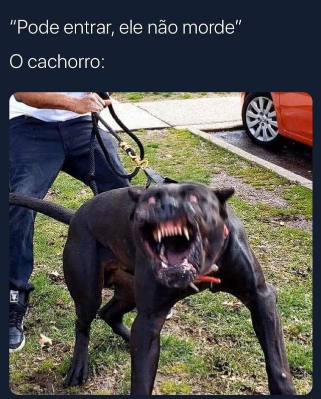 Pode Entrar Ele N O Morde O Cachorro Ifunny Brazil