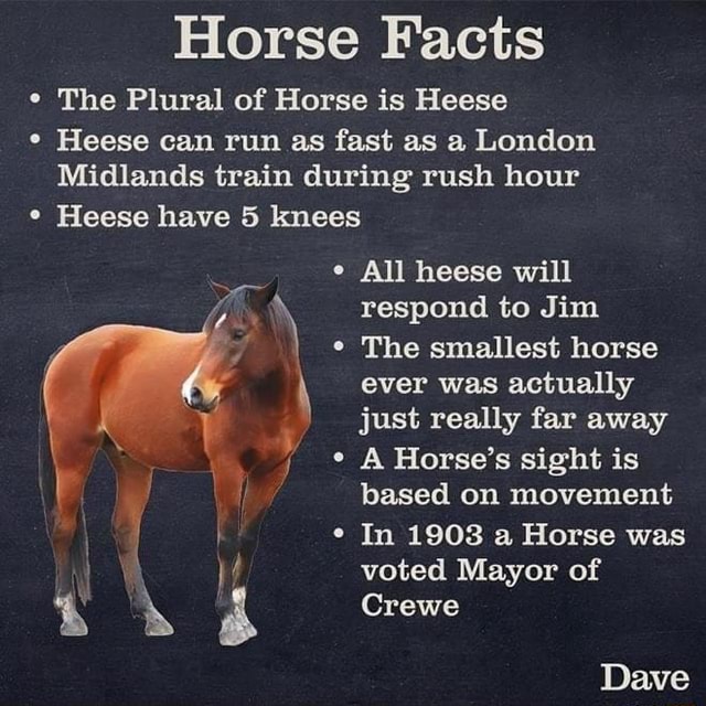 horse-facts-the-plural-of-horse-is-heese-heese-can-run-as-fast-as-a