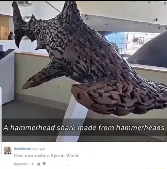 SS A hammerhead shark made from hammerheads - iFunny Brazil