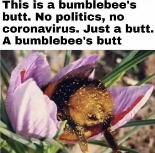 This is a bumblebee’s booty - This is a bumblebee's butt. No politics ...