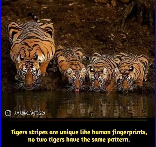 SS FACTS. 259 AMAZING. Tigers stripes are unique like human fingerprints,  no two tigers have the same pattern. - iFunny Brazil